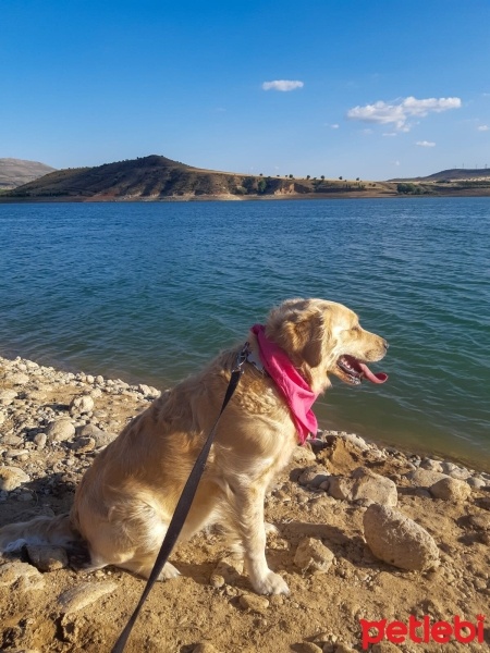 Golden Retriever, Köpek  Venüs fotoğrafı