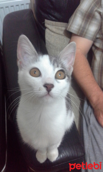 Tekir Kedi, Kedi  Ponçik fotoğrafı