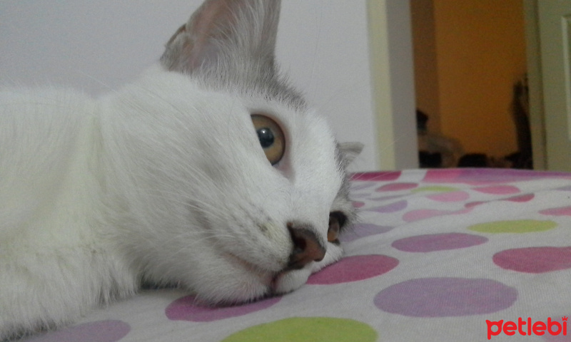 Tekir Kedi, Kedi  Ponçik fotoğrafı