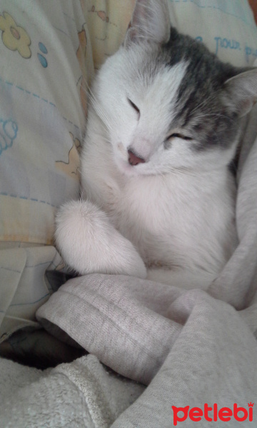 Tekir Kedi, Kedi  Ponçik fotoğrafı