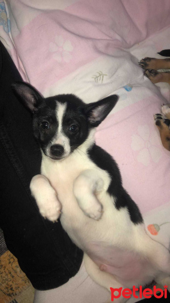 Minyatür Pinscher, Köpek  Pamuk fotoğrafı
