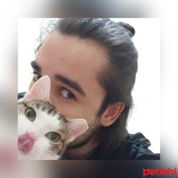 Tekir Kedi, Kedi  Irma fotoğrafı