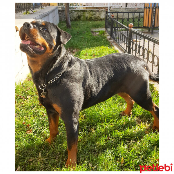 Rottweiler, Köpek  Zoe fotoğrafı