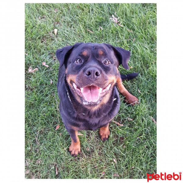 Rottweiler, Köpek  Zoe fotoğrafı