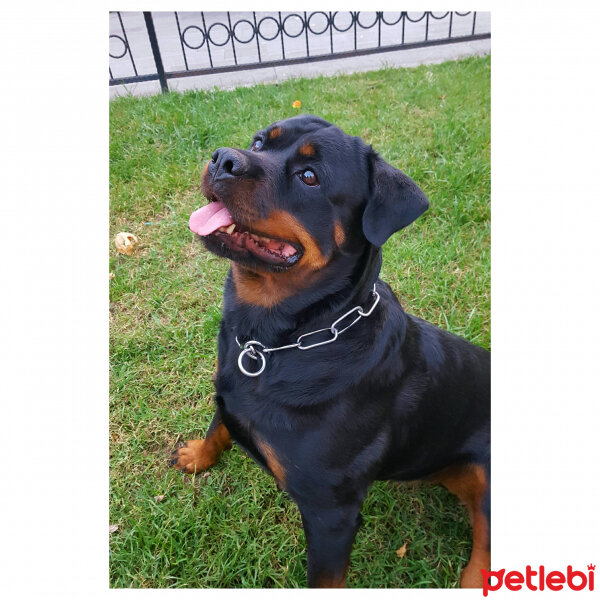 Rottweiler, Köpek  Zoe fotoğrafı