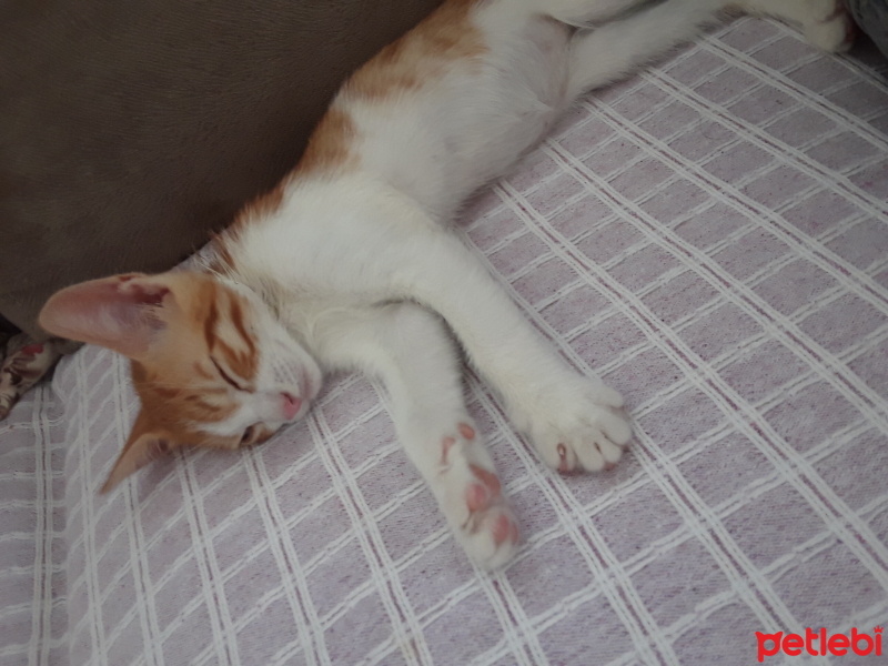 Tekir Kedi, Kedi  Şeker fotoğrafı