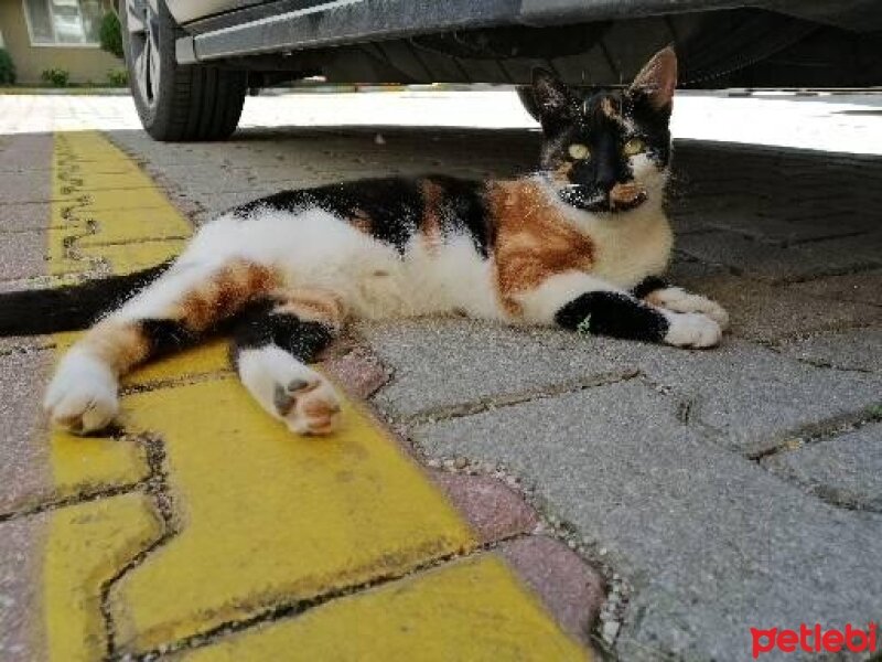 Tekir Kedi, Kedi  Zilli fotoğrafı