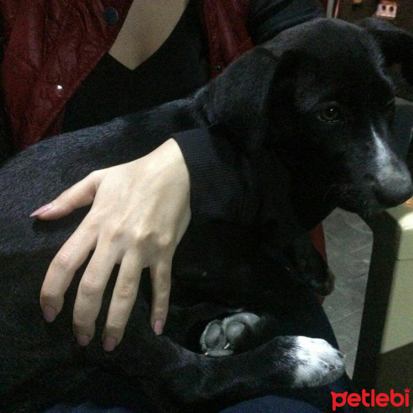 Akbaş, Köpek  Boyka 'mmm fotoğrafı