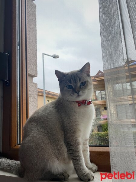 British Shorthair, Kedi  Kezban fotoğrafı