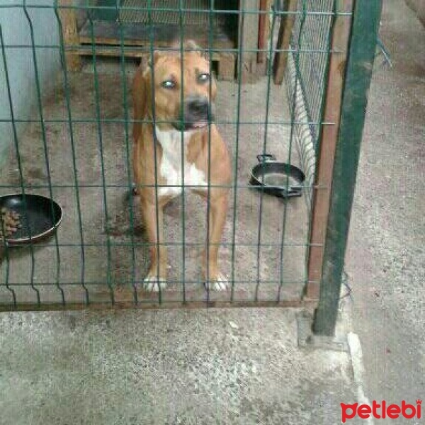 Amerikan Staffordshire Terrier, Köpek  Zeyna fotoğrafı