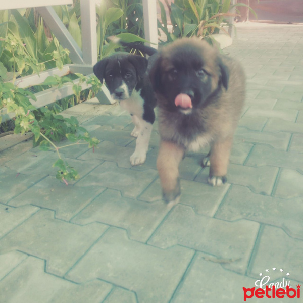 Akbaş, Köpek  Narin'im fotoğrafı