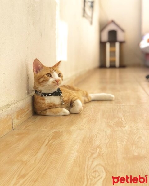 Sarman, Kedi  PRENS fotoğrafı