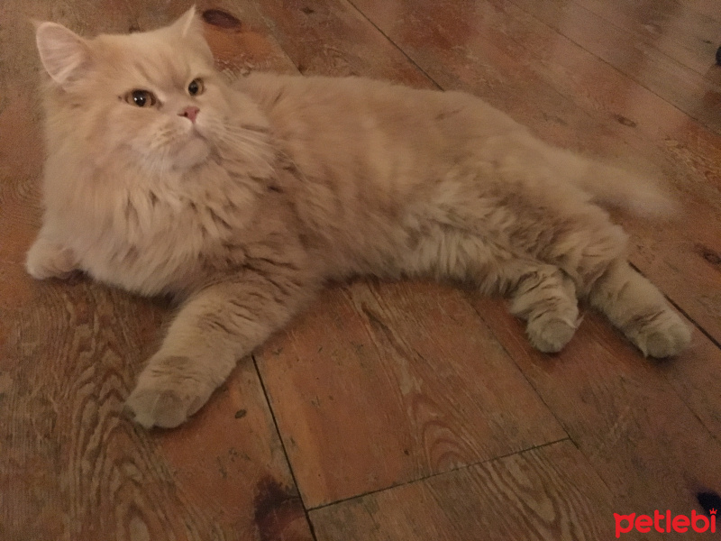 Chinchilla, Kedi  çiço fotoğrafı