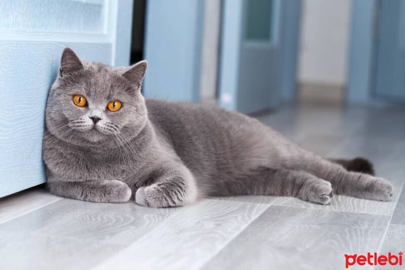 British Shorthair, Kedi  asil fotoğrafı