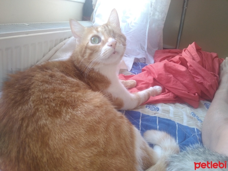 Sarman, Kedi  PORTAKAL fotoğrafı
