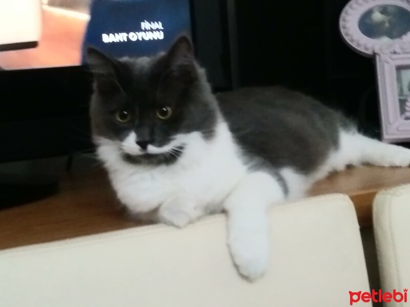 Norwegian Forest, Kedi  ŞANSLI, ancak oğlum kelimesine alıştı fotoğrafı