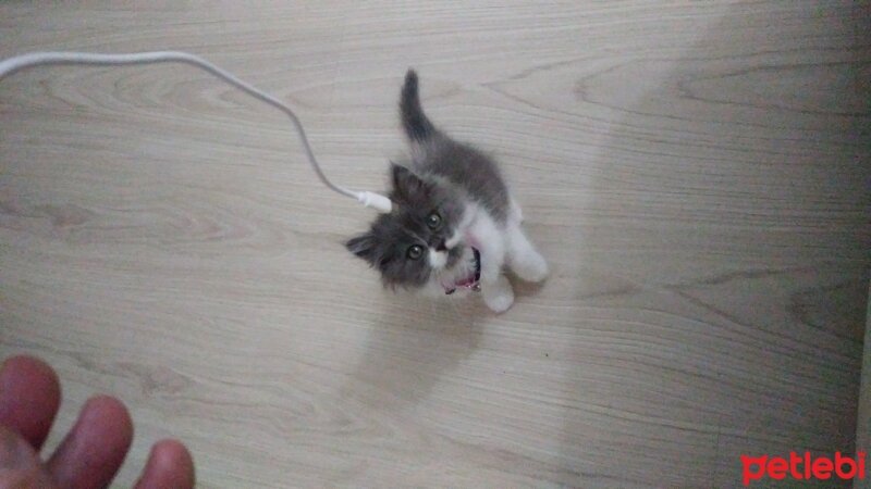 Norwegian Forest, Kedi  ŞANSLI, ancak oğlum kelimesine alıştı fotoğrafı