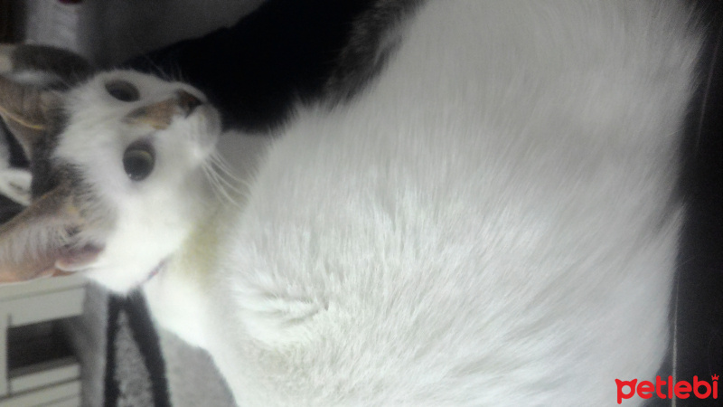 Tekir Kedi, Kedi  Maya  fotoğrafı