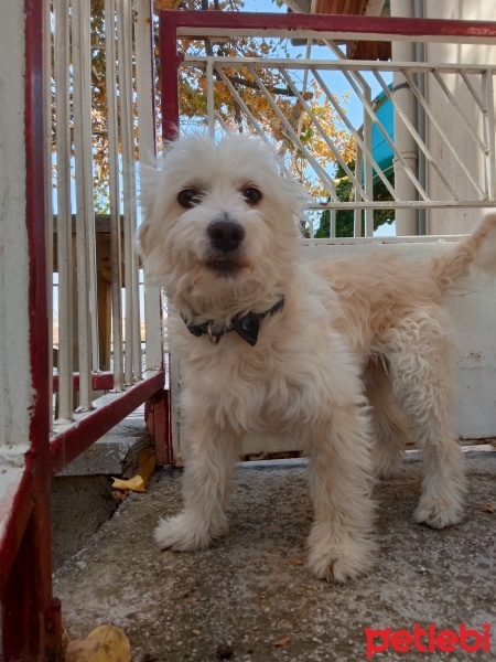 Maltese, Köpek  Pamuk fotoğrafı