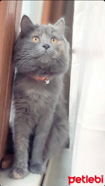 British Shorthair, Kedi  Lily fotoğrafı