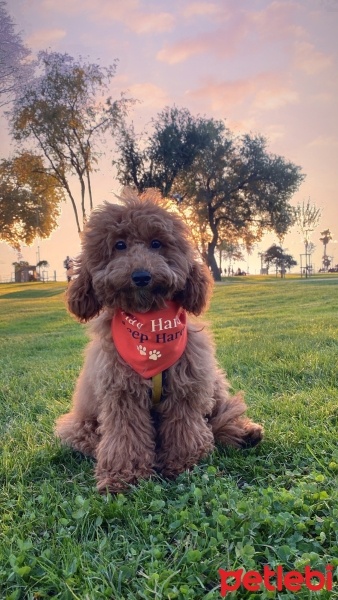 Poodle (Minyatür Kaniş), Köpek  Luna fotoğrafı