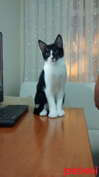 Siyam Kedisi, Kedi  junior şımarık fotoğrafı