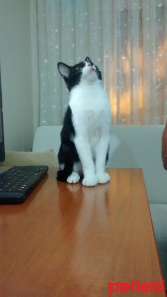 Siyam Kedisi, Kedi  junior şımarık fotoğrafı