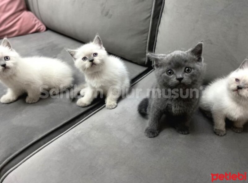 British Shorthair, Kedi  Safkan Britsh ve Blue Point fotoğrafı