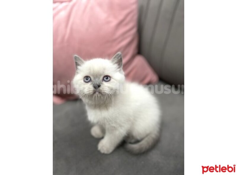 British Shorthair, Kedi  Safkan Britsh ve Blue Point fotoğrafı