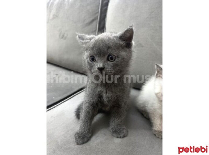 British Shorthair, Kedi  Safkan Britsh ve Blue Point fotoğrafı