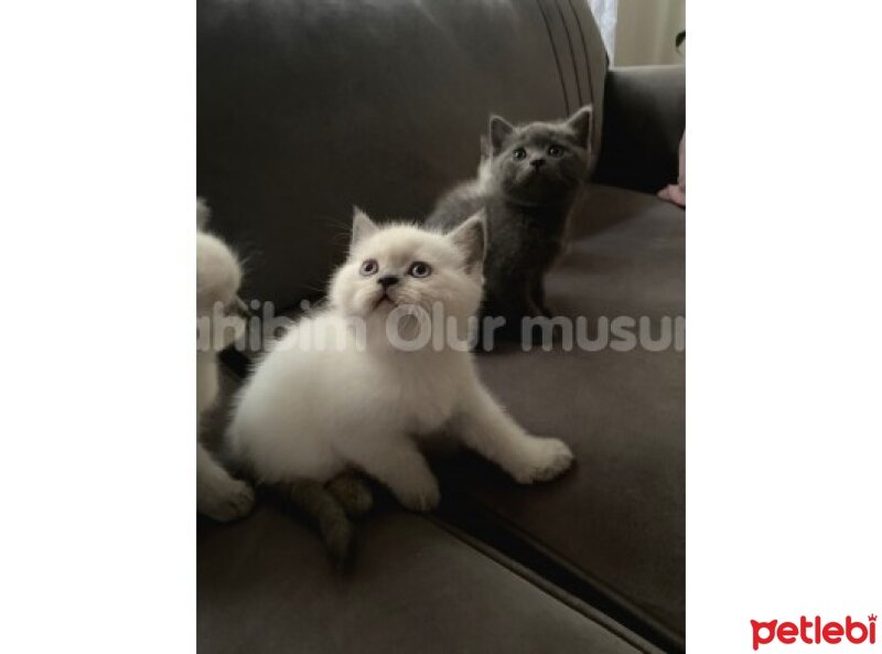 British Shorthair, Kedi  Safkan Britsh ve Blue Point fotoğrafı