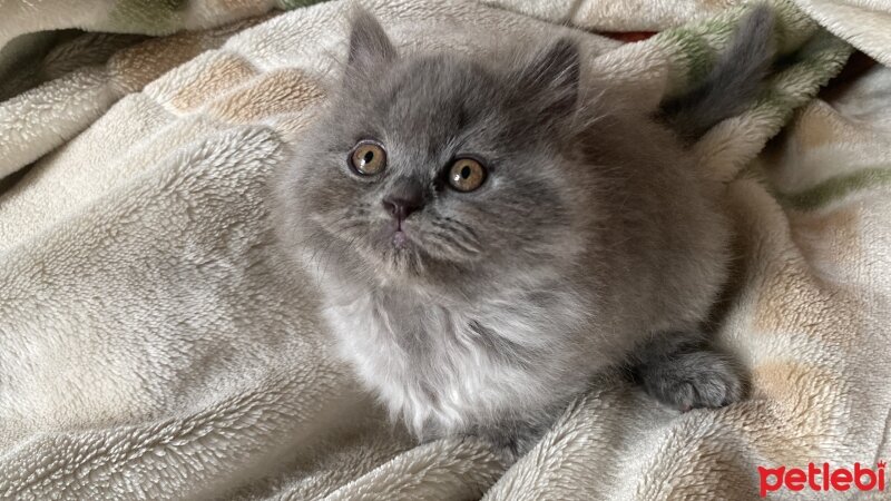 British Shorthair, Kedi  Safkan Britsh ve Blue Point fotoğrafı