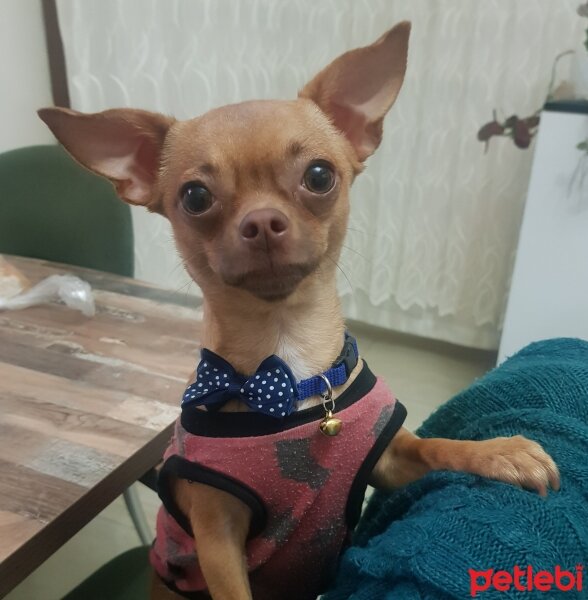 Chihuahua, Köpek  tarçın fotoğrafı