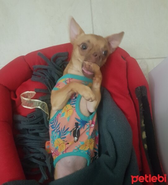 Chihuahua, Köpek  tarçın fotoğrafı