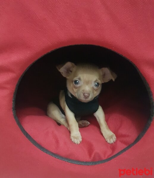 Chihuahua, Köpek  tarçın fotoğrafı