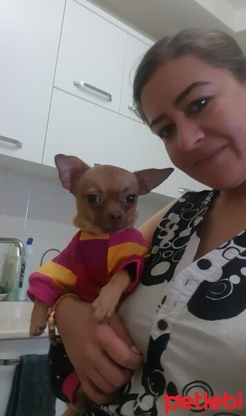 Chihuahua, Köpek  tarçın fotoğrafı