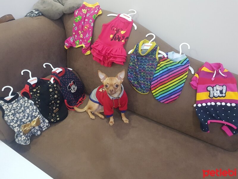 Chihuahua, Köpek  tarçın fotoğrafı