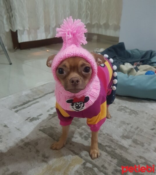 Chihuahua, Köpek  tarçın fotoğrafı