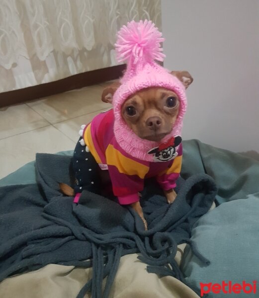 Chihuahua, Köpek  tarçın fotoğrafı