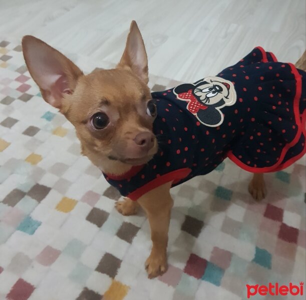 Chihuahua, Köpek  tarçın fotoğrafı