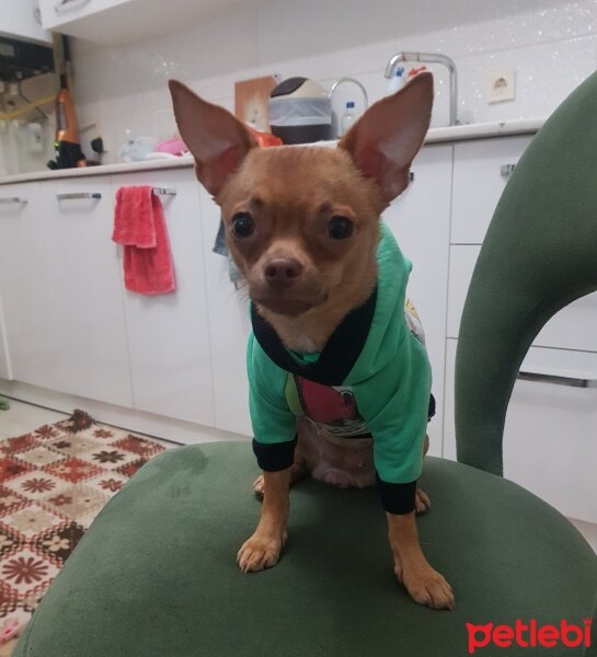 Chihuahua, Köpek  tarçın fotoğrafı