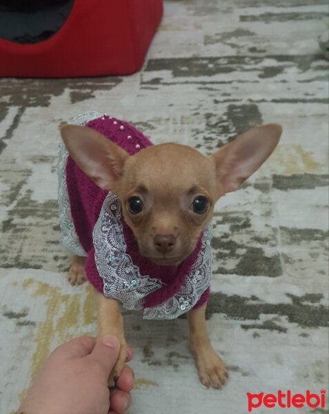 Chihuahua, Köpek  tarçın fotoğrafı