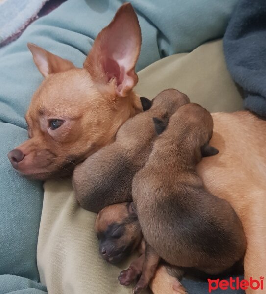 Chihuahua, Köpek  tarçın fotoğrafı