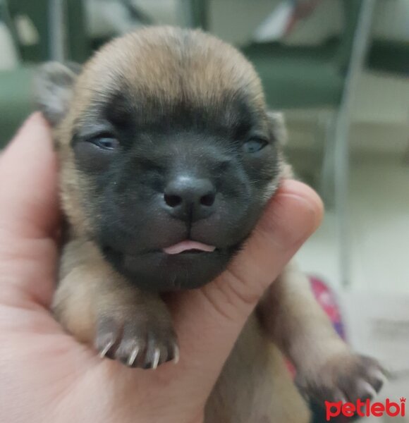 Chihuahua, Köpek  tarçın fotoğrafı