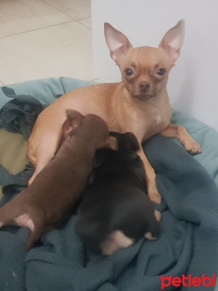 Chihuahua, Köpek  tarçın fotoğrafı