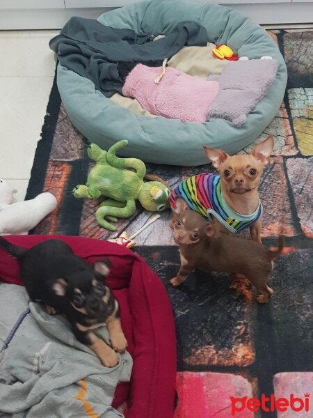 Chihuahua, Köpek  tarçın fotoğrafı