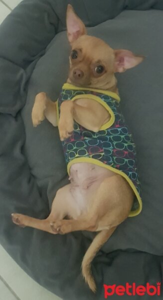 Chihuahua, Köpek  tarçın fotoğrafı