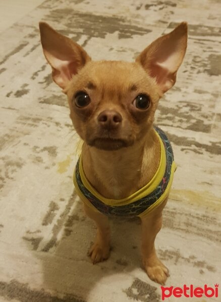 Chihuahua, Köpek  tarçın fotoğrafı