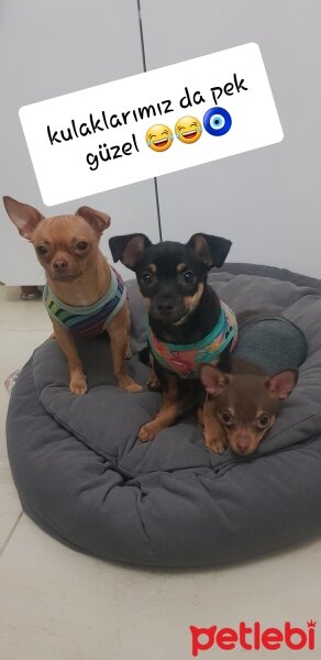 Chihuahua, Köpek  tarçın fotoğrafı