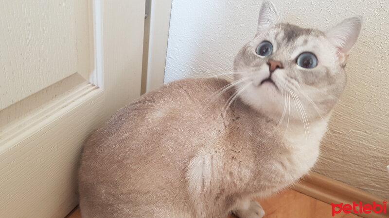 Scottish Fold, Kedi  Simba fotoğrafı